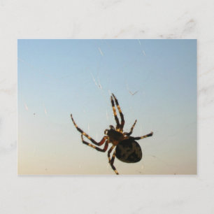 Cartão Postal E Desceu uma Aranha