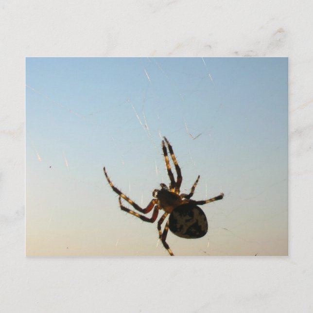 Cartão Postal E Desceu uma Aranha (Frente)