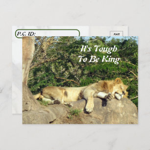 Cartão Postal É difícil ser rei - Pic do leão dormindo