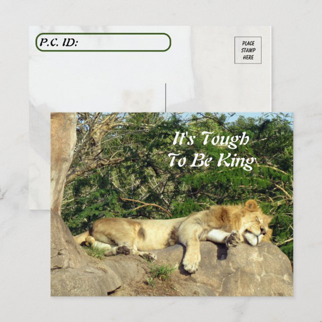 Cartão Postal É difícil ser rei - Pic do leão dormindo (Frente/Verso)