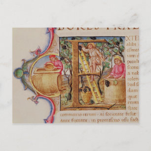 Cartão Postal "E" inicial historiado que retrata a colheita de u