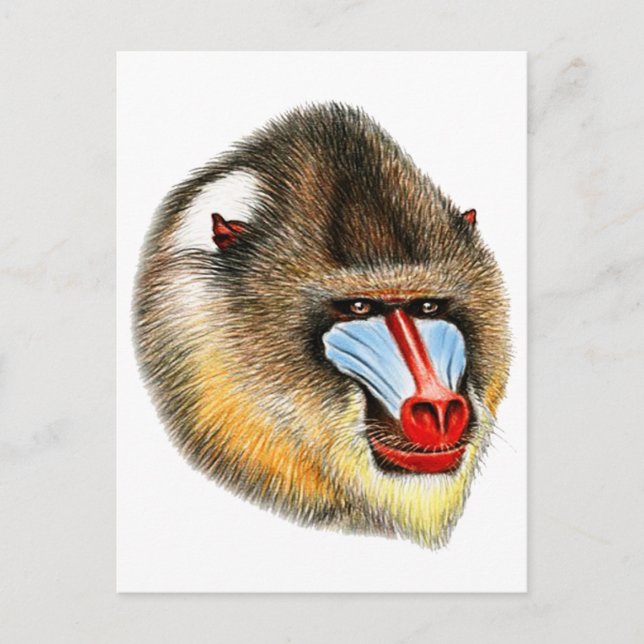 CARTÃO POSTAL É MANDRILL (Frente)