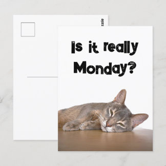 Cartão Postal É Mesmo Segunda? Meme Gato Abissino Engraçado