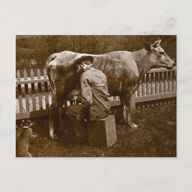 Cartão Postal E Nicodemus o Gato foi Alimentado à Beira da Estra (Frente)