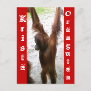 Cartão Postal E o vencedor é Krista Orangutan