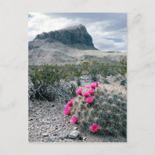 Cartão Postal E.U.A., Texas, Parque Nacional Big Bend. Em flor