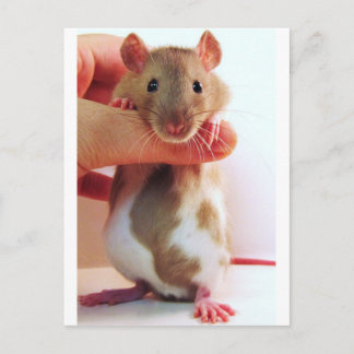 Cartão Postal É um pouco diferente embaixo da Rattie