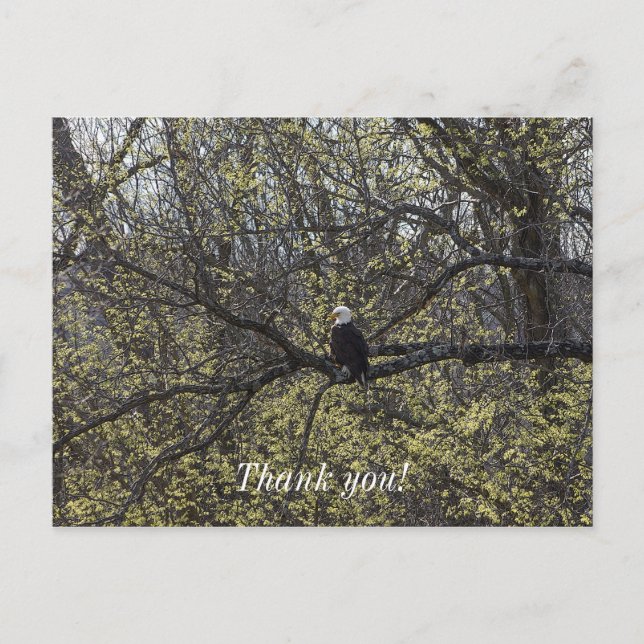 Cartão Postal Eagle Lookout Pintura (Frente)
