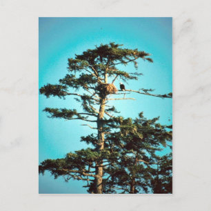 Cartão Postal Eagle Nest