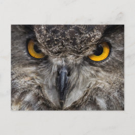 Cartão Postal Eagle Owl