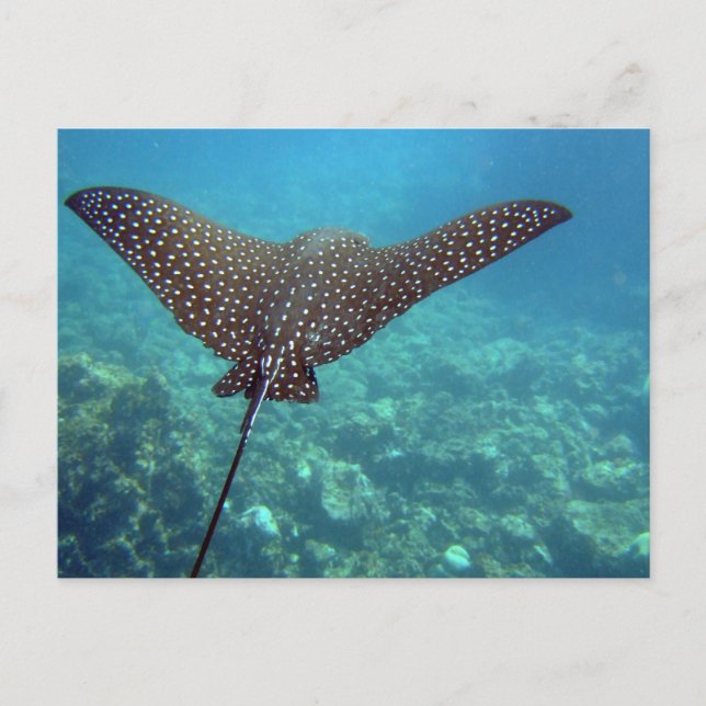 Cartão Postal Eagle Ray (Frente)