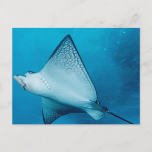 Cartão Postal Eagle Ray