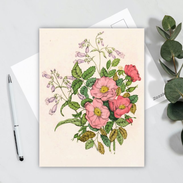 Cartão Postal Early Wild Rosa, Pentstèmon Beard-Tongue (1868) (Criador carregado)