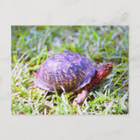 East Box Turtle Louisiana