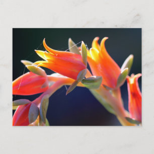 Cartão Postal Echeveria, flores e pintinhos