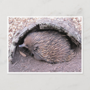 Cartão Postal echidna