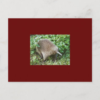 CARTÃO POSTAL ECHIDNA