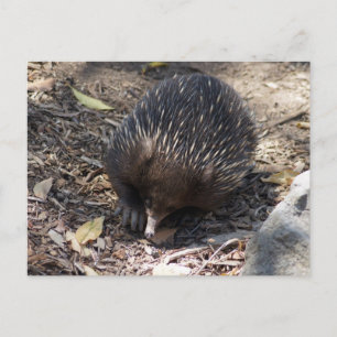 Cartão Postal Echidna Austrália