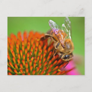 Cartão Postal Echinacea Coneflower and Bee