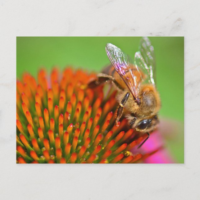 Cartão Postal Echinacea Coneflower and Bee (Frente)