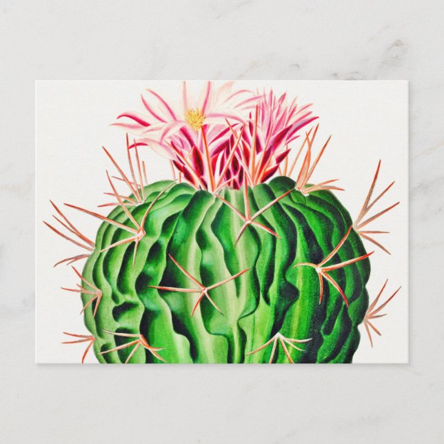 Cartão Postal Echinocactus Pentacanthus Cactus vintage (Frente)