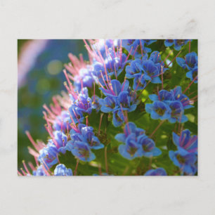 Cartão Postal Echium Candicans