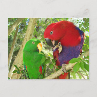 Cartão Postal Eclectus Pair