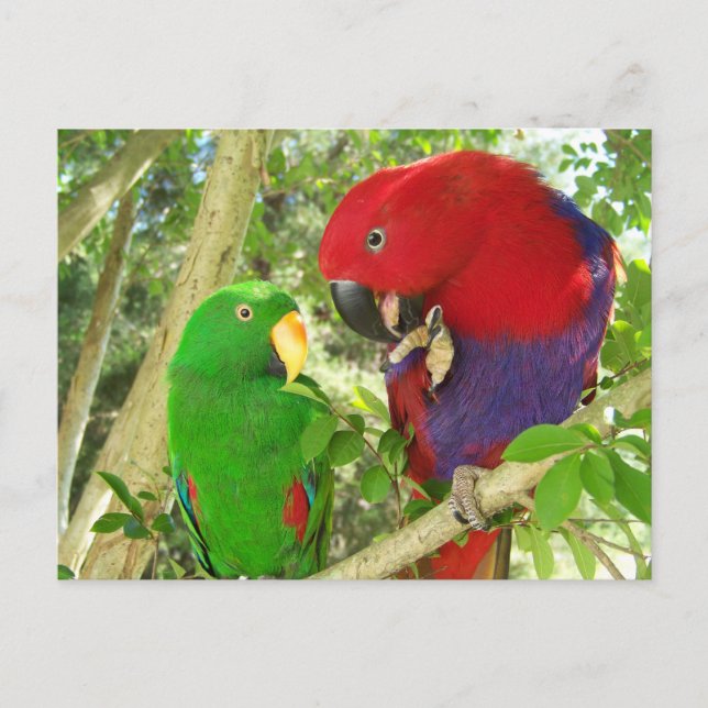 Cartão Postal Eclectus Pair (Frente)