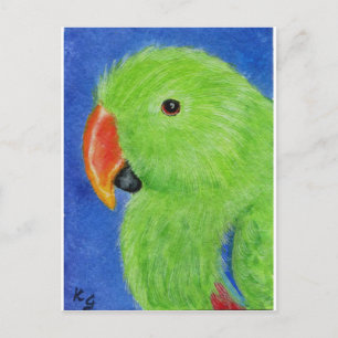 Cartão Postal Eclectus Parrot