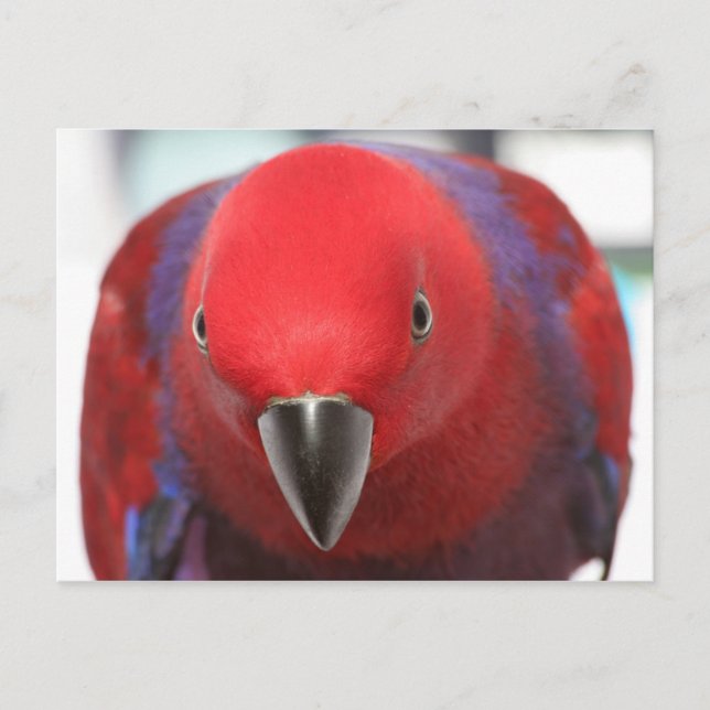 Cartão postal Eclectus parrot (Frente)