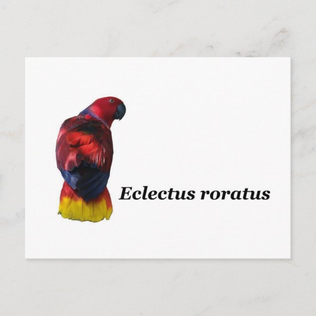 Cartão postal Eclectus roratus (Frente)