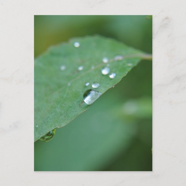 Cartão Postal Eco (Frente)