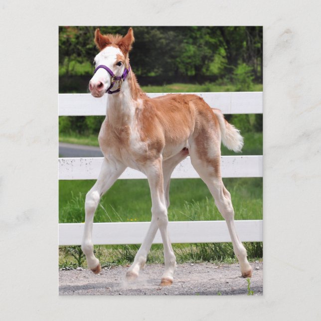 Cartão Postal Ecrã Alto (Frente)