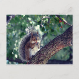Cartão Postal Écureuil