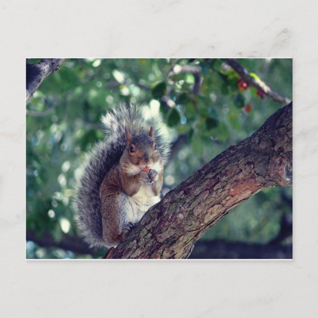 Cartão Postal Écureuil (Frente)