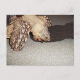 Cartão Postal Ed e a meia, Sulcata Tortoise Bath Mat