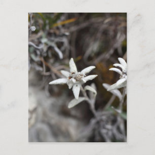 Cartão Postal Edelweiss Alpino