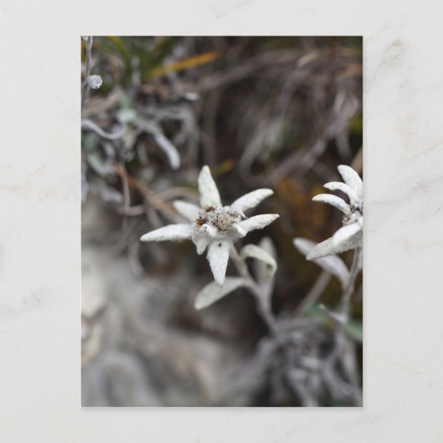 Cartão Postal Edelweiss Alpino (Frente)