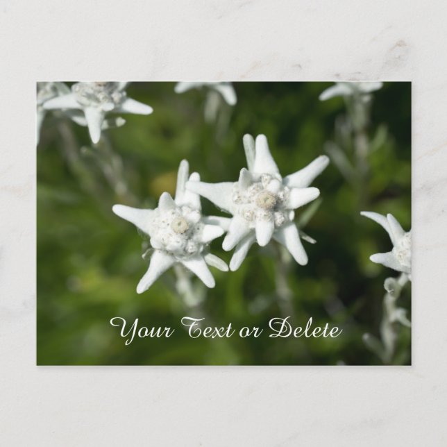 Cartão Postal Edelweiss Bloom (Frente)