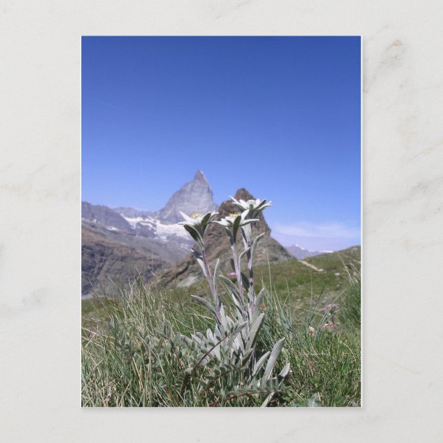 Cartão Postal Edelweiss e Matterhorn (Frente)