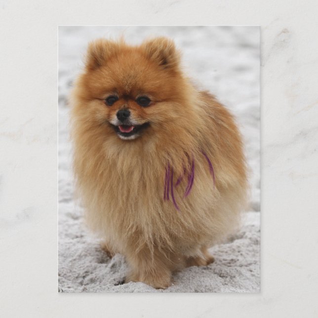 Cartão Postal Edgrrr nº 2 - Pomeraniano (Frente)