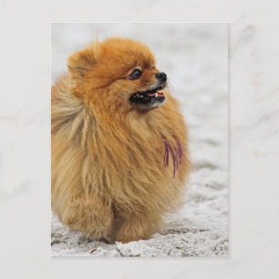 Cartão Postal Edgrrrr #3 - Pomeranian