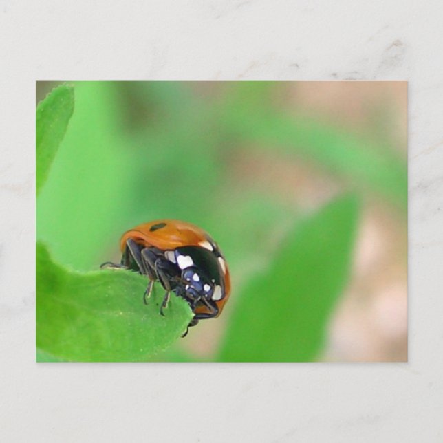 Cartão Postal Edgy - Ladybug na borda da folha (Frente)