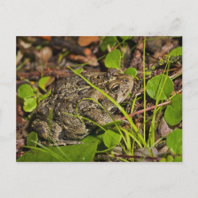 Cartão Postal edmonton, alberta, canadá (Frente)