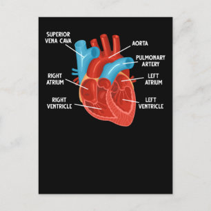 Cartão Postal Educação em Anatomia do Coração Cardiologia