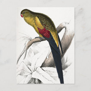 Cartão Postal Edward Lear Bird Blacktail Parakeet