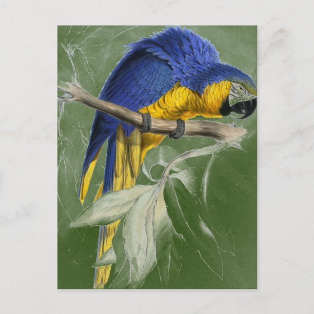 Cartão Postal Edward Lear Bird Collection Blue E Yellow Macaw (Frente)