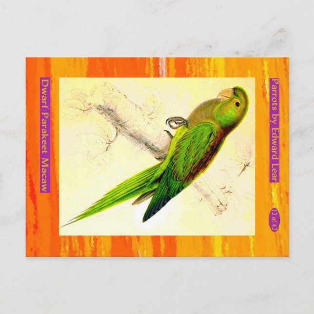 Cartão Postal Edward Lear. Macaw de periquito anão. (Frente)