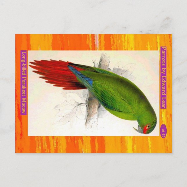 Cartão Postal Edward Lear. Macaw de periquito de bico longo. (Frente)