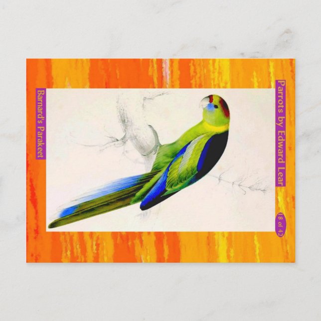 Cartão Postal Edward Lear. O periquito de Barnard. (Frente)